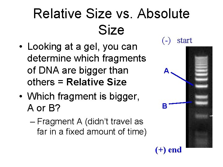 Relative Size vs. Absolute Size • Looking at a gel, you can determine which Relative Size vs. Absolute Size • Looking at a gel, you can determine which