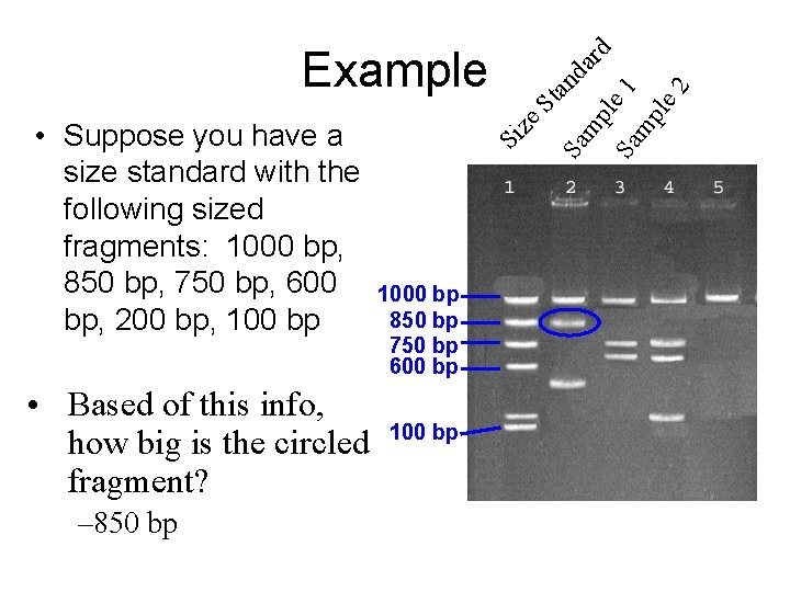 • Based of this info, how big is the circled fragment? – 850 • Based of this info, how big is the circled fragment? – 850