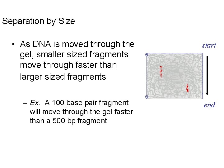 Separation by Size • As DNA is moved through the gel, smaller sized fragments Separation by Size • As DNA is moved through the gel, smaller sized fragments