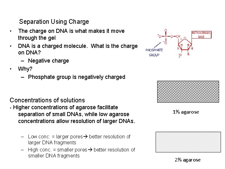 Separation Using Charge • • • The charge on DNA is what makes it Separation Using Charge • • • The charge on DNA is what makes it