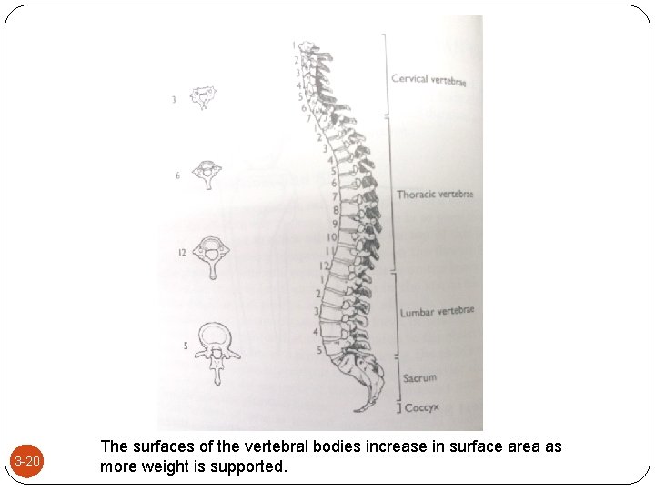 3 -20 The surfaces of the vertebral bodies increase in surface area as more