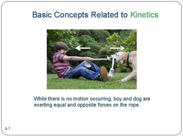 Basic Concepts Related to Kinetics While there is no motion occurring, boy and dog