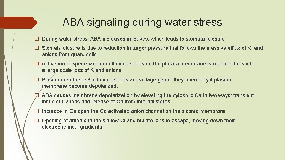 ABA signaling during water stress � During water stress, ABA increases in leaves, which