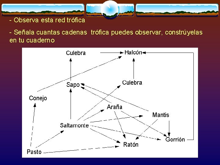 - Observa esta red trófica - Señala cuantas cadenas trófica puedes observar, constrúyelas en