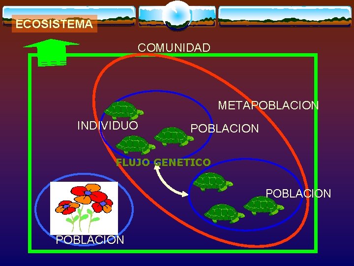 ECOSISTEMA COMUNIDAD METAPOBLACION INDIVIDUO POBLACION FLUJO GENETICO POBLACION 