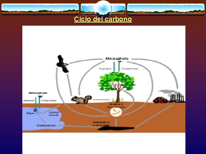 Ciclo del carbono 