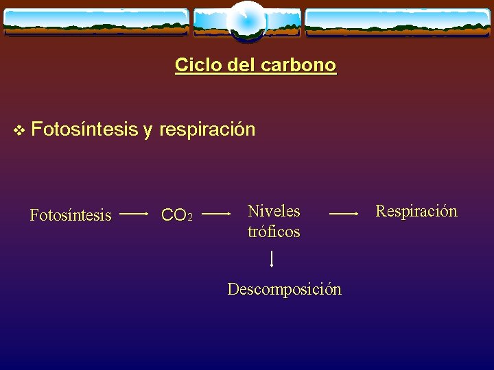 Ciclo del carbono v Fotosíntesis y respiración Fotosíntesis CO 2 Niveles tróficos Descomposición Respiración