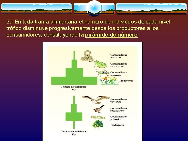 3. - En toda trama alimentaria el número de individuos de cada nivel trófico