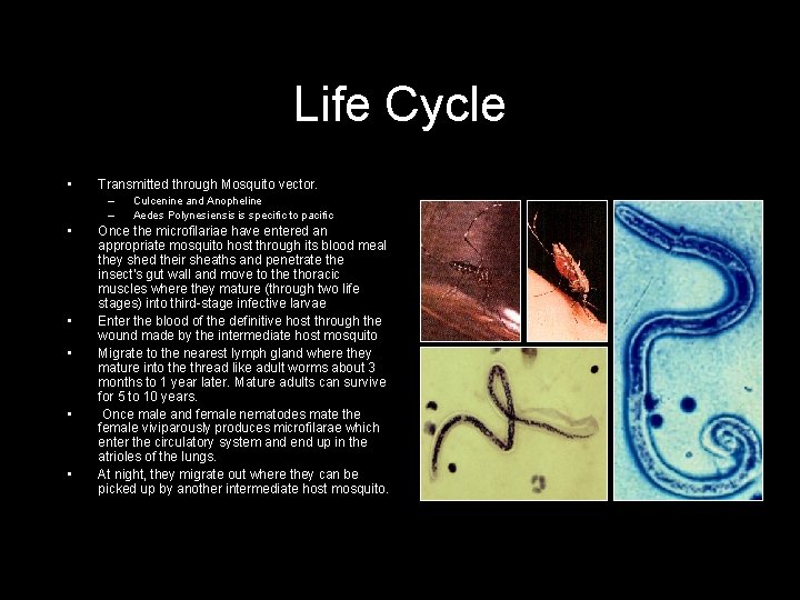 Life Cycle • Transmitted through Mosquito vector. – – • • • Culcenine and