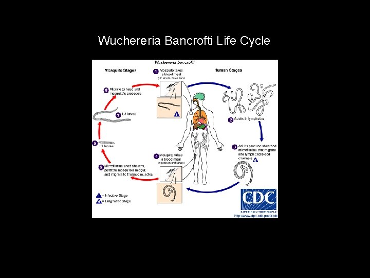 Wuchereria Bancrofti Life Cycle 