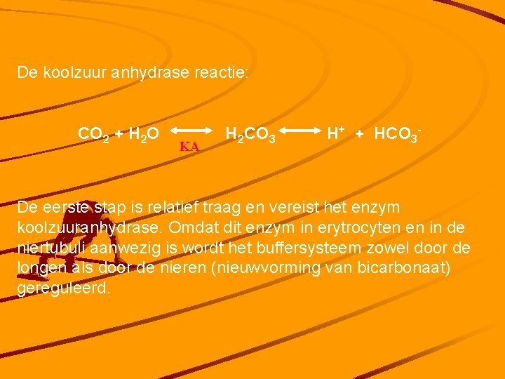 De koolzuur anhydrase reactie: CO 2 + H 2 O KA H 2 CO