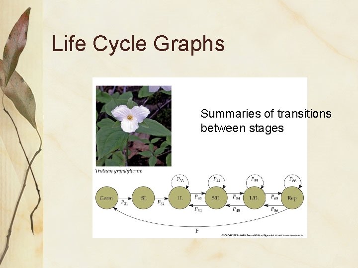 Life Cycle Graphs Summaries of transitions between stages 