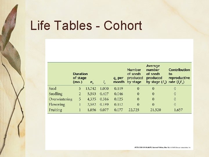 Life Tables - Cohort 