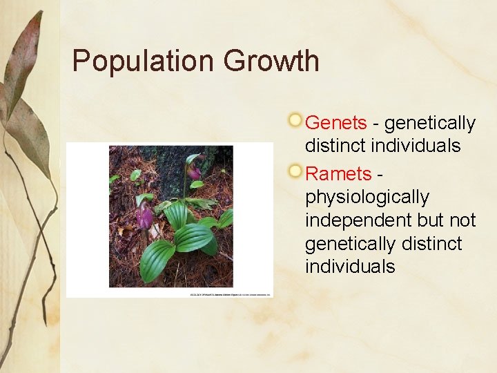 Population Growth Genets - genetically distinct individuals Ramets physiologically independent but not genetically distinct