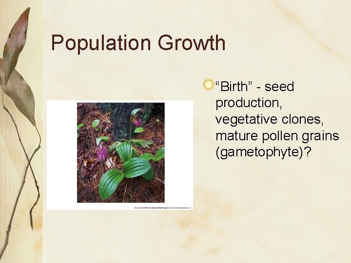 Population Growth “Birth” - seed production, vegetative clones, mature pollen grains (gametophyte)? 