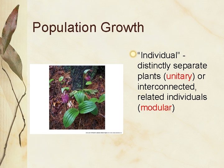 Population Growth “Individual” distinctly separate plants (unitary) or interconnected, related individuals (modular) 