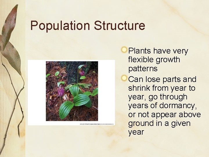 Population Structure Plants have very flexible growth patterns Can lose parts and shrink from