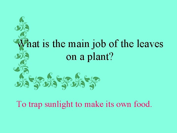 What is the main job of the leaves on a plant? To trap sunlight