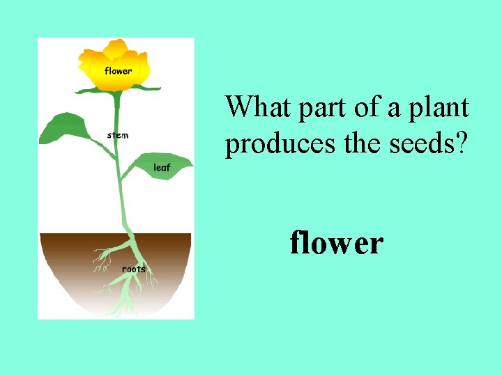 What part of a plant produces the seeds? flower 