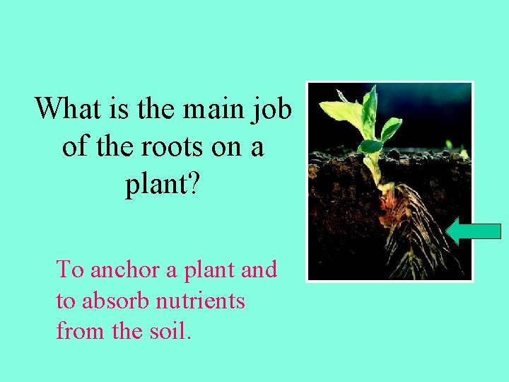 What is the main job of the roots on a plant? To anchor a