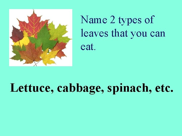 Name 2 types of leaves that you can eat. Lettuce, cabbage, spinach, etc. 