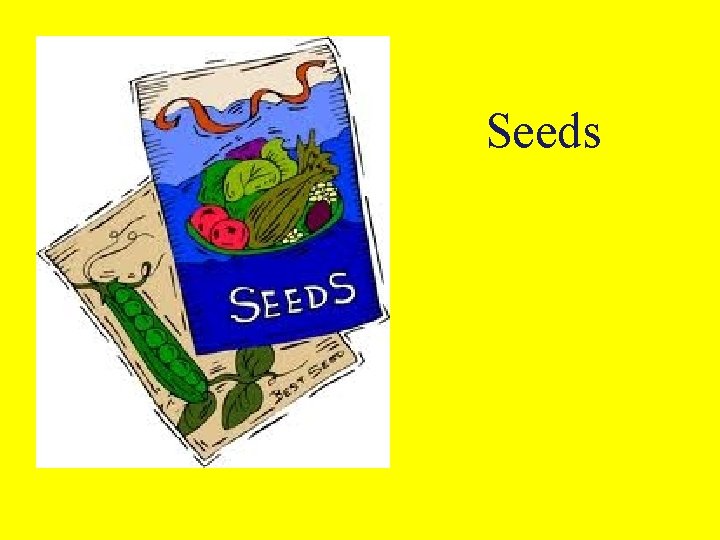 Seeds 