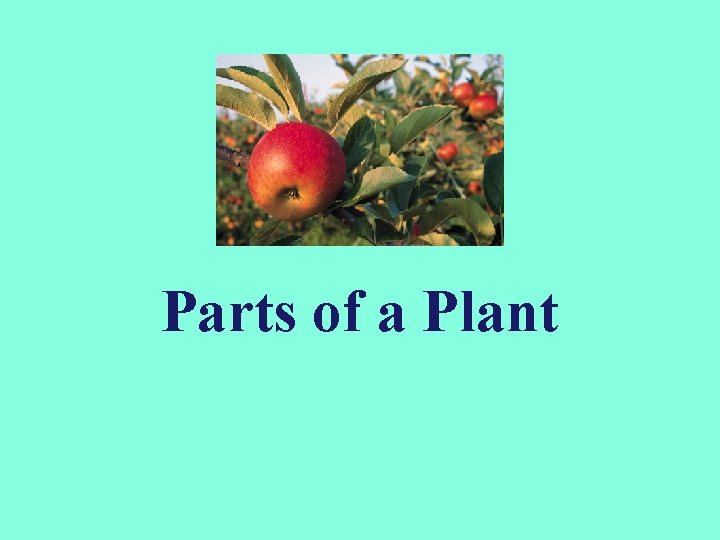 Parts of a Plant 