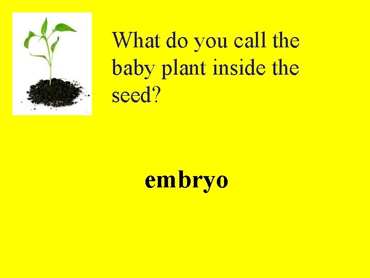 What do you call the baby plant inside the seed? embryo 