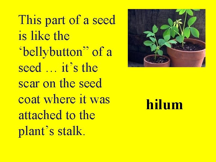 This part of a seed is like the ‘bellybutton” of a seed … it’s