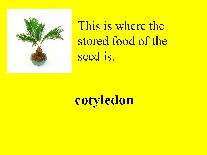 This is where the stored food of the seed is. cotyledon 