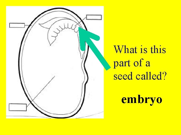 What is this part of a seed called? embryo 