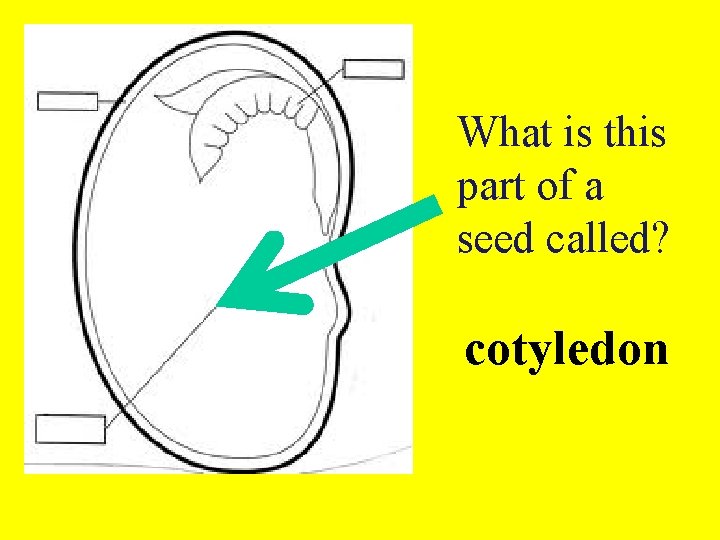 What is this part of a seed called? cotyledon 