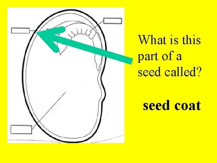 What is this part of a seed called? seed coat 