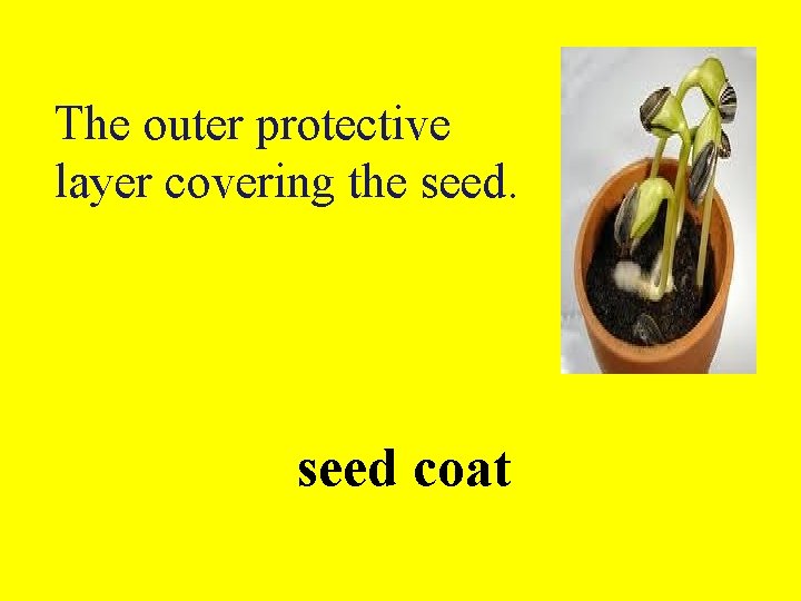 The outer protective layer covering the seed coat 