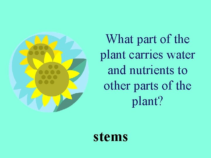 What part of the plant carries water and nutrients to other parts of the