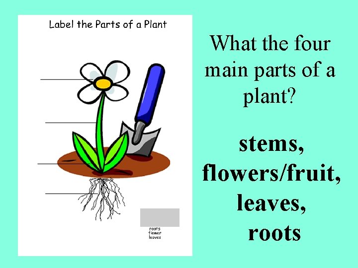 What the four main parts of a plant? stems, flowers/fruit, leaves, roots 