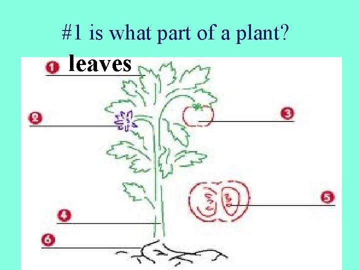 #1 is what part of a plant? leaves 