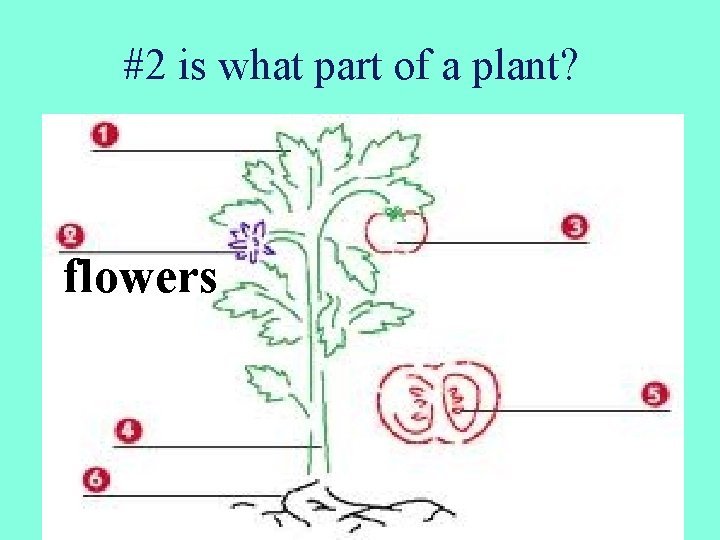#2 is what part of a plant? flowers 