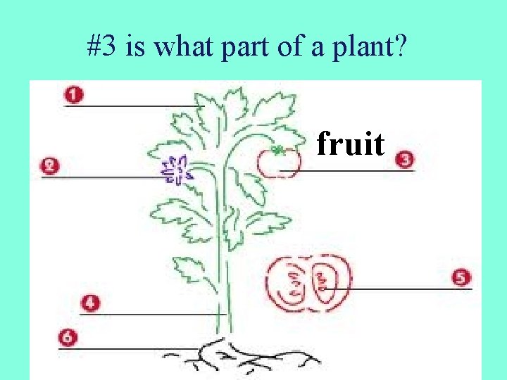 #3 is what part of a plant? fruit 