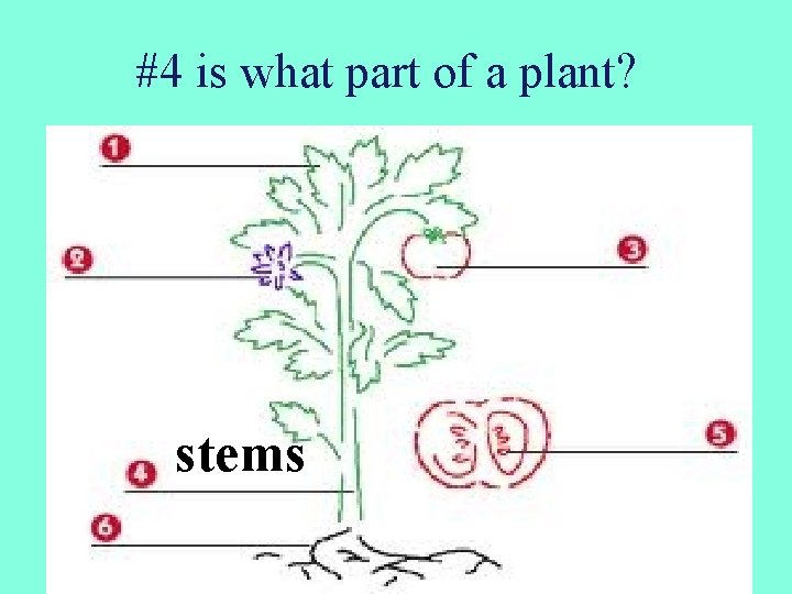 #4 is what part of a plant? stems 