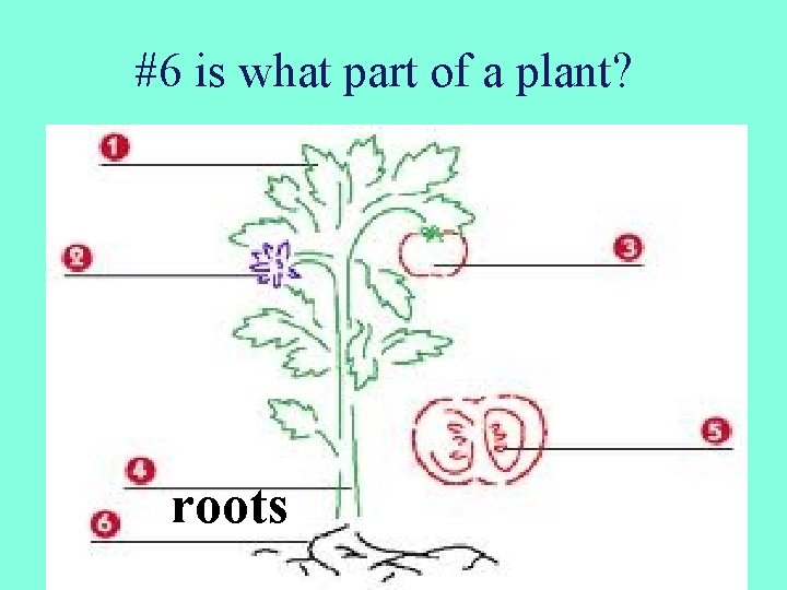 #6 is what part of a plant? roots 