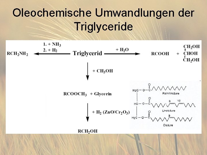 Oleochemische Umwandlungen der Triglyceride 