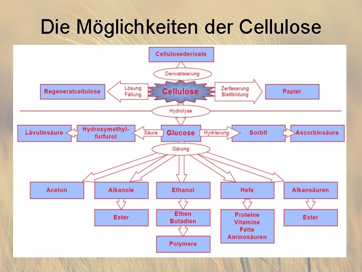 Die Möglichkeiten der Cellulose 