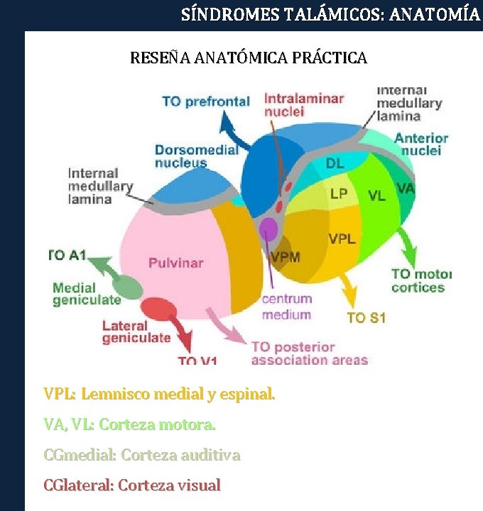 SÍNDROMES TALÁMICOS: ANATOMÍA RESEÑA ANATÓMICA PRÁCTICA VPL: Lemnisco medial y espinal. VA, VL: Corteza