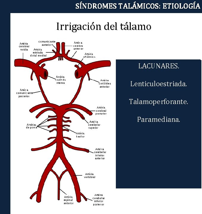 SÍNDROMES TALÁMICOS: ETIOLOGÍA Irrigación del tálamo LACUNARES. POSTEROLATERAL Lenticuloestriada. DORSAL Talamoperforante. PARAMEDIANA Paramediana. ANTERIOR