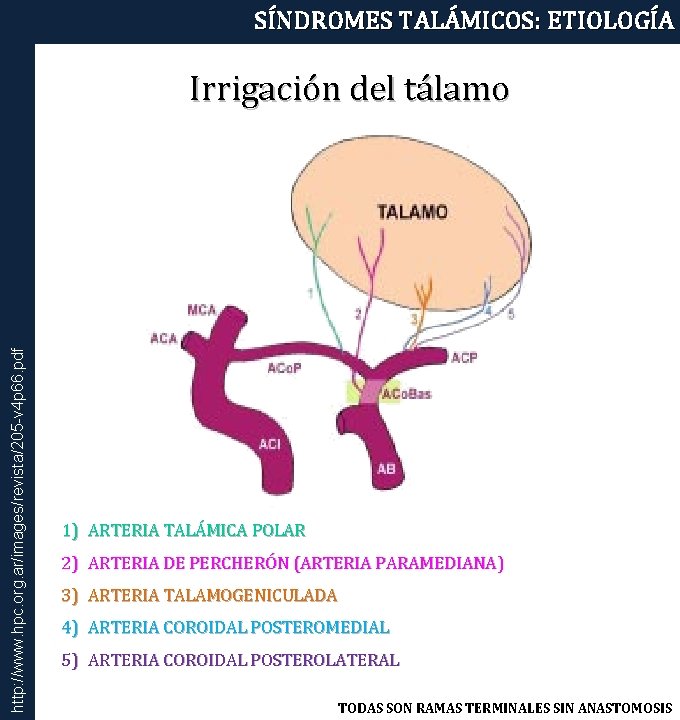 SÍNDROMES TALÁMICOS: ETIOLOGÍA http: //www. hpc. org. ar/images/revista/205 -v 4 p 66. pdf Irrigación