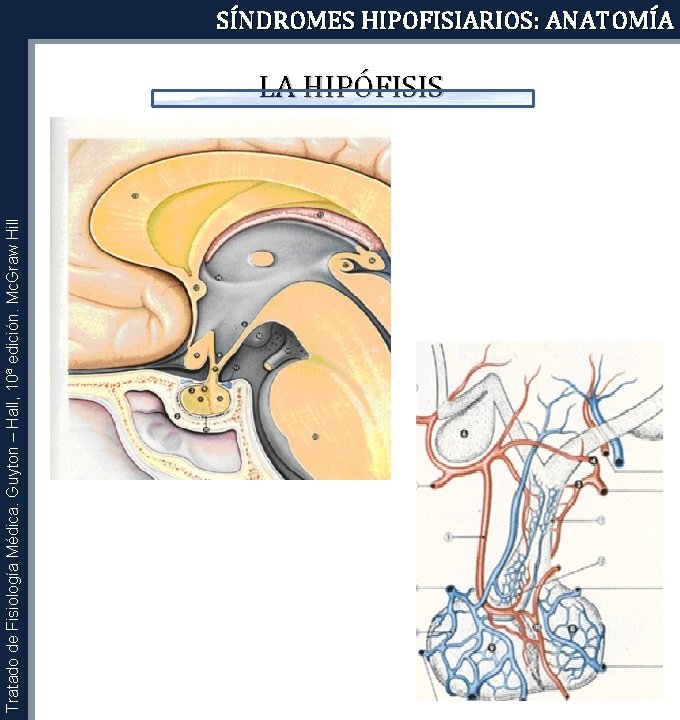 Tratado de Fisiología Médica. Guyton – Hall, 10ª edición. Mc. Graw Hill SÍNDROMES HIPOFISIARIOS: