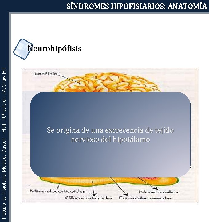 SÍNDROMES HIPOFISIARIOS: ANATOMÍA Tratado de Fisiología Médica. Guyton – Hall, 10ª edición. Mc. Graw