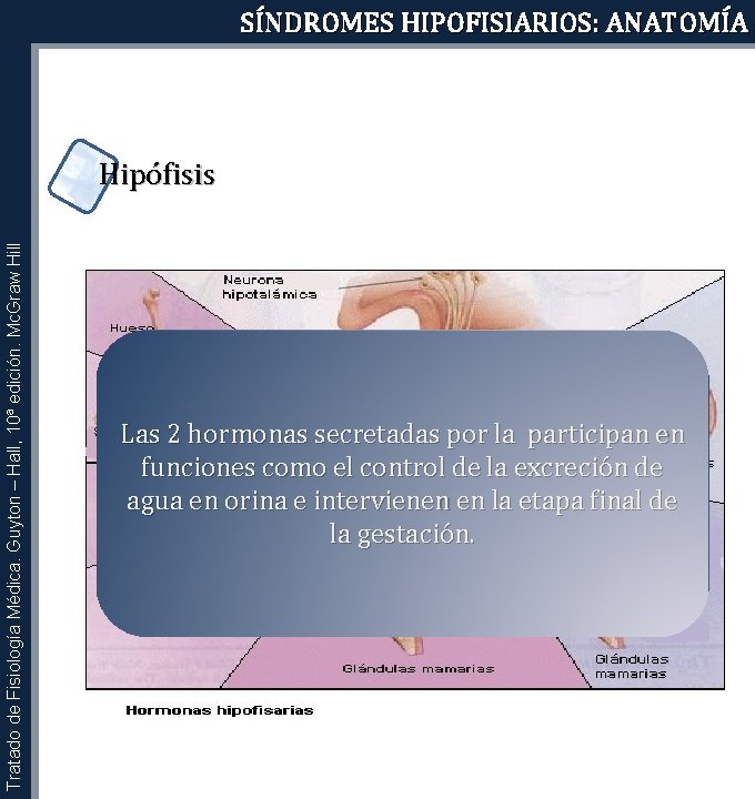 SÍNDROMES HIPOFISIARIOS: ANATOMÍA Tratado de Fisiología Médica. Guyton – Hall, 10ª edición. Mc. Graw