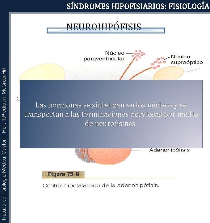 SÍNDROMES HIPOFISIARIOS: FISIOLOGÍA Tratado de Fisiología Médica. Guyton – Hall, 10ª edición. Mc. Graw